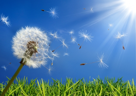 Dandelion - white, dandelion, blue, sun, card, green, seeds, wind