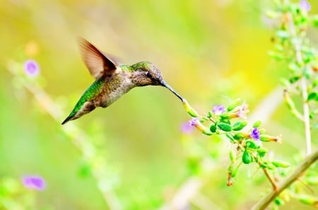 Hummingbird - humming-bird, pink, colibri, green, flower, pasare, bird