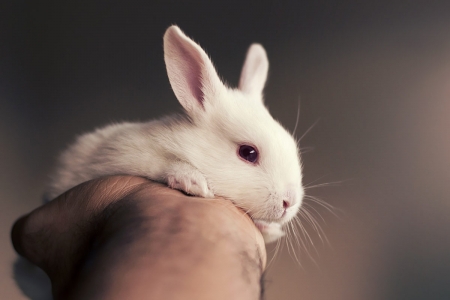 Bunny - easter, white, rabbit, animal, cute, hand, bunny