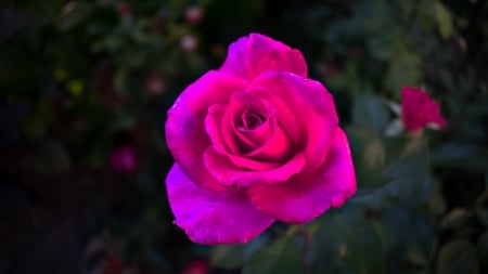 Rose - nature, beauty, flora, rose