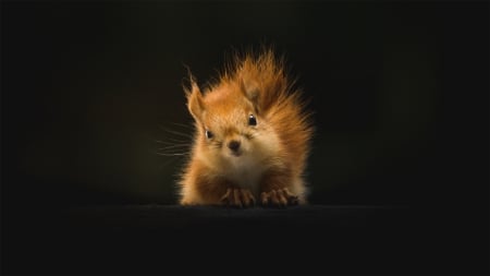 Red Squirrel - autumn, fall, squirrel, wild, cute, firefox persona theme, curious