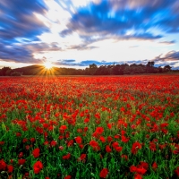 Poppy field