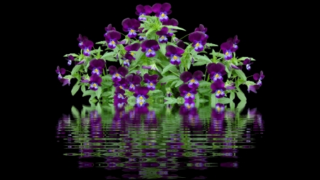 Pansies in black - flowers, water, purple, reflection, dark, pansies