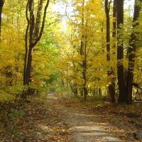 Forest Walkway