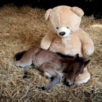 Baby Miniature Horse