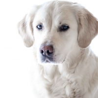 Light Golden Retriever Puppy