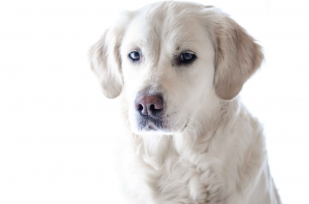 Light Golden Retriever Puppy - puppy, dog, light, animal, golden