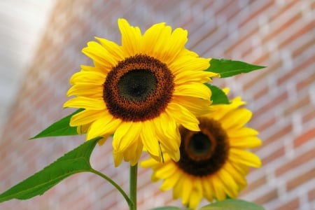 Bright Yellow Sunflowers - flowers, sunflowers, nature, yellow, bright, petals