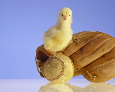 :-) - bird, chicken, yellow, blue, ball, brown, chick, glove, pasare, cute