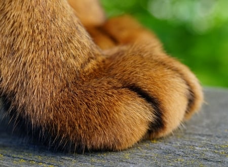 Paws - skin, fur, paw, brown, texture, cat