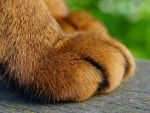 Paws