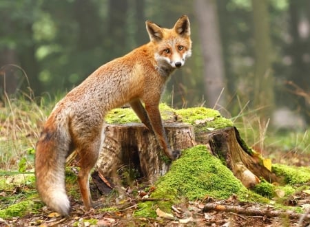 Fox - vulpe, animal, fox, red, green, orange