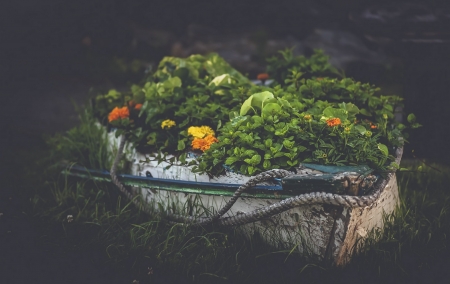 Depth of Nature - plant, nature, flowers, boat