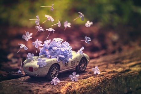 Depth of Nature - toy, flowers, car, petals