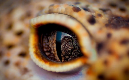 Crocodile eye - skin, reptile, eye, texture, crocodile