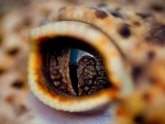 Crocodile eye