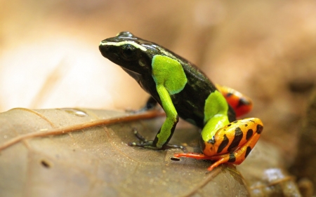 MANTELLA FROG - nature, mantella, image, frog