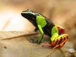 MANTELLA FROG