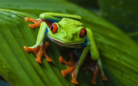 RED EYED TREE FROG - frog, red, tree, eyed