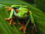 RED EYED TREE FROG