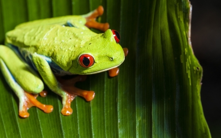 TREE FROG - frog, red, tree, eyed