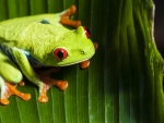 TREE FROG