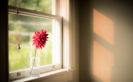 Red Flower - rays, window, flower, red