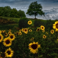 Sunflowers