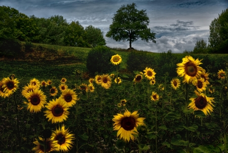 Sunflowers - field, sunflowers, yellow, nature