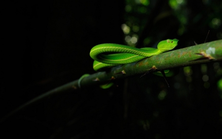 ASIAN PIT VIPER - pit, snake, asian, viper