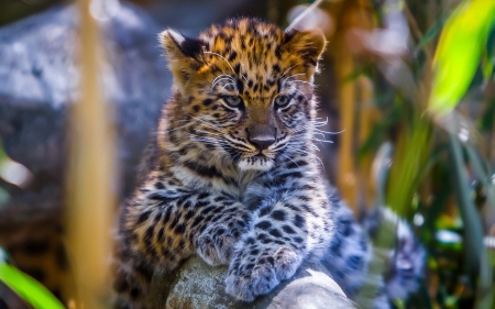 BABY LEOPARD - CUTE, CAT, LEOPRD, BABY