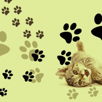 Kitty Capers