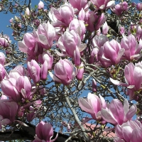 Magnolia