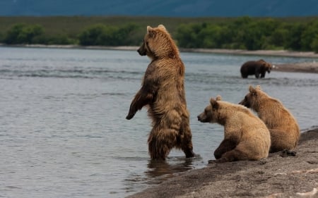 bears - fun, lake, cool, bears, animals