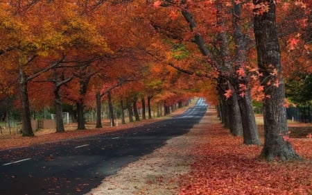 forest road - fun, trees, nature, road, forest, cool