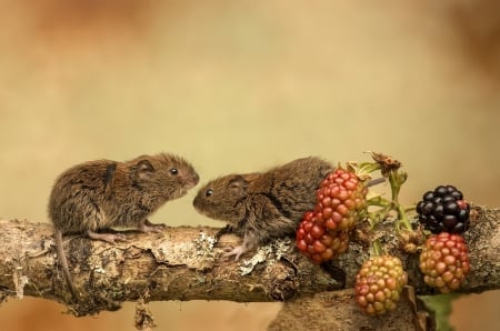 Mice - branch, fruits, mice, animals