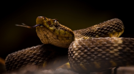 Snakes - dark, reptiles, animals, snake