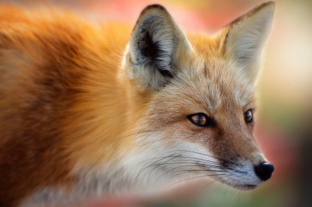 Fox - red, animal, orange, vulpe, fox