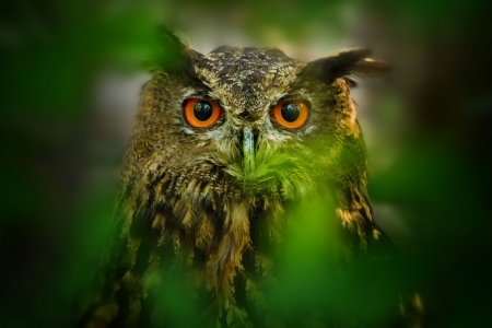 Owl - owl, bird, green, cute, pasare, eyes, bufnita, leaf