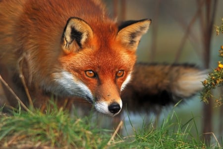 Fox - red, animal, orange, vulpe, fox