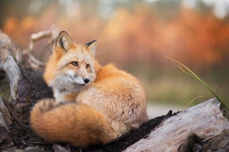 Fox - animal, orange, fur, vulpe, fox