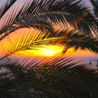 Sunset Through Coconut Trees