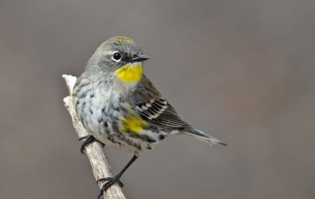 Myrtle forest songster - yellow, myrtle forest songster, bird, pasare