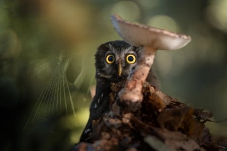 Owl - pasare, bird, cute, mushroom, owl, bufnita