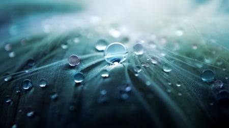 Droplets - Firefox Persona theme, blue, dew, water drops, rain, leaf