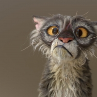 Ugly Cat