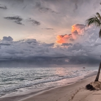 Coconut Trees on Shore