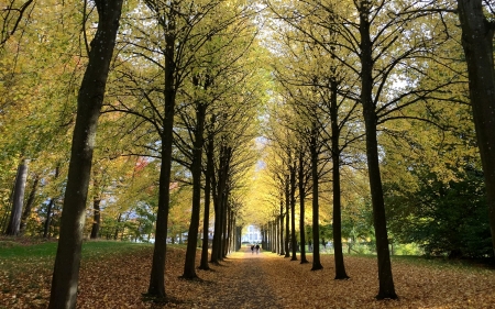 Autumn Tree Alley - nature, autumn, trees, alley, avenue