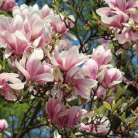 Magnolia