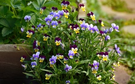 Pansies